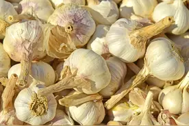 才发现，原来保存大蒜这么简单，不干瘪不发芽，老蒜农方法真管用图片