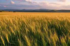 小麦三遍药增产20%配方：磷酸二氢钾+芸苔赤霉酸节点控制图片