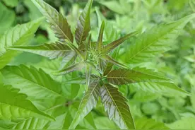 草本界中的“神仙草”，过去都拿它当柴火，殊不知它全身都是宝图片