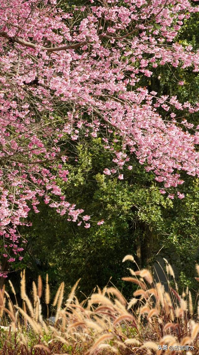 山涧茶垄樱似霞 建水云龙山冬日樱韵正当时