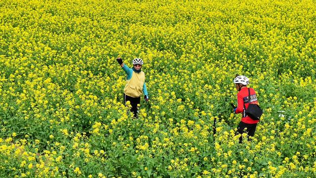 大汶口镇：油菜花开“金”满地 馨香四溢沁心脾