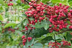 每日植物图鉴｜花椒图片