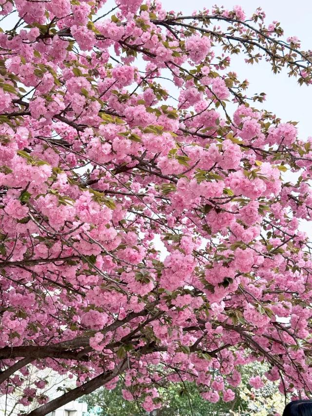 收藏！高新区这条“樱花大道”真的太美了~