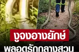 "泰"刺激！2条眼镜王蛇潜入民居激烈交配！图片