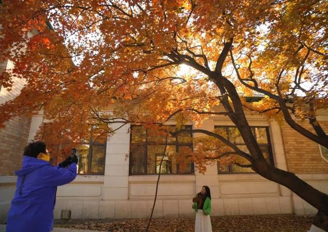 吉视界 | 金叶作毯,树影成画,南湖畔绘就北国之秋