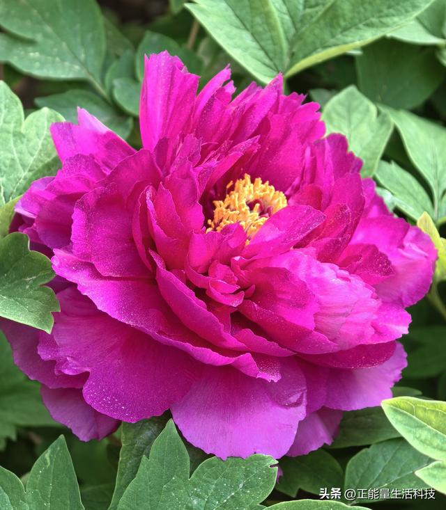 青岛城阳这处“国色天香”藏不住了！火爆了！