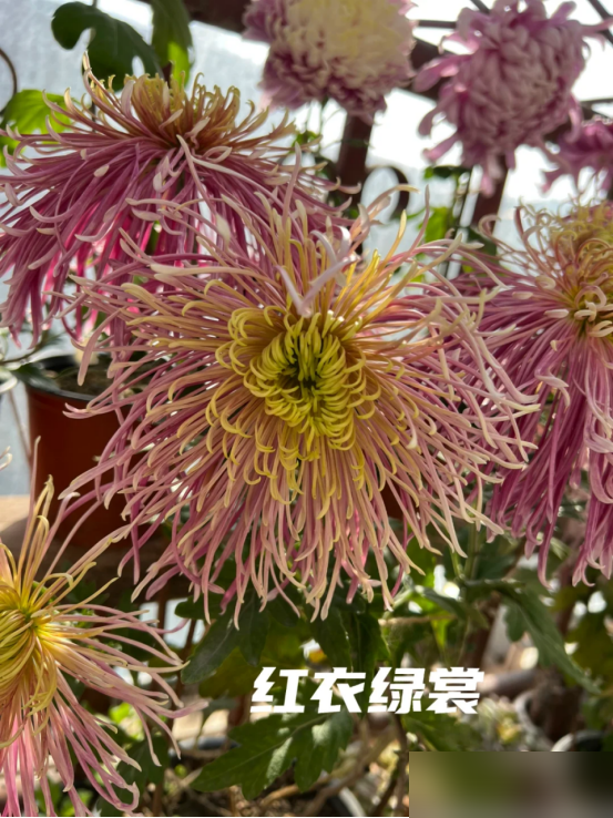 阴花不能进阳宅！这5种花“打死”也不养，家里若有？快挪走！