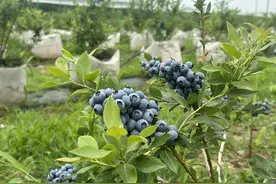 西安长安区四皓村蓝莓满枝头 采摘游乐正当时图片