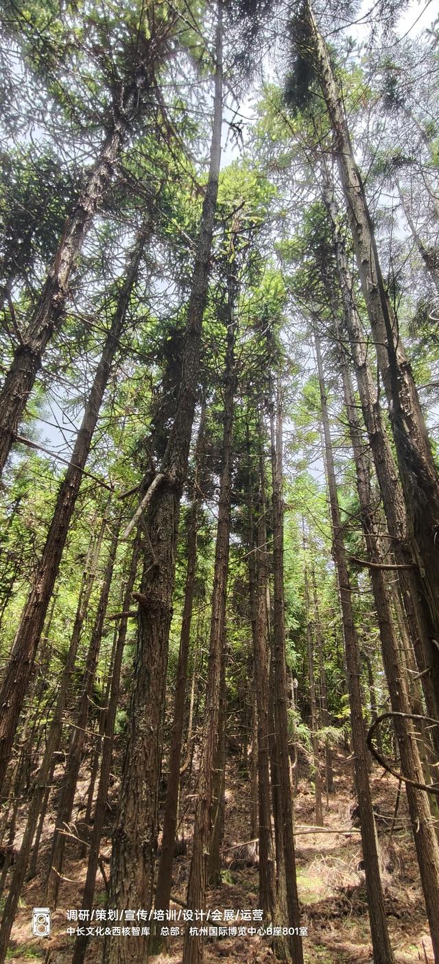 爱我江山：红岩顶上朝圣记