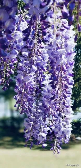 南昌紫色预警！全城紫藤花瀑已开挂，这4个秘境错过等一年