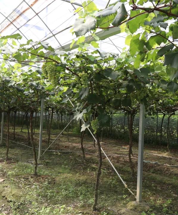 郫都夏日采摘全攻略！火龙果+葡萄+小番茄，甜蜜暴击→