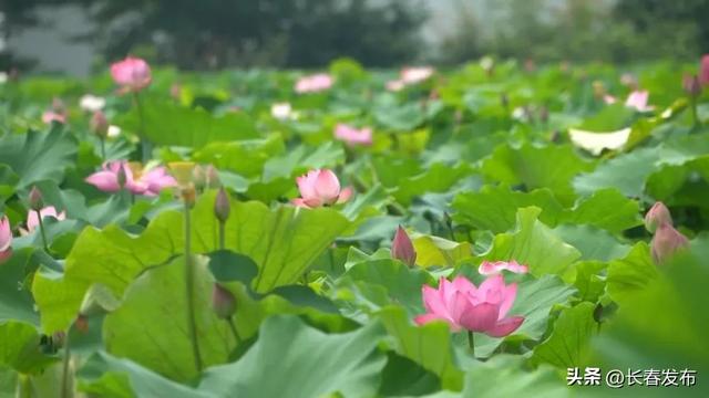 走进长春！150个网红打卡地之公主岭双青湖旅游度假风景区