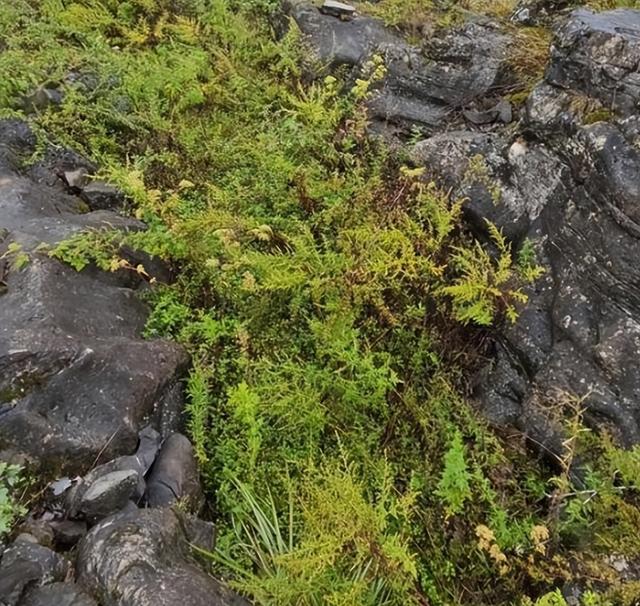贵州49岁女子务农被害抛尸后续！凶手二审判死缓	，家属申请再审
