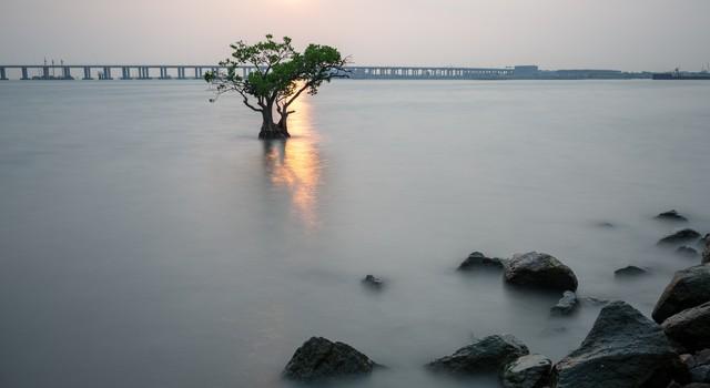 “谁说深圳没有秋天？🦢这里的候鸟会‘啾’醒你的秋天～”