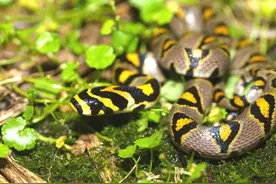 聊聊武汉的蛇：双头蛇虚张声势，“土聋子”暗藏杀机图片