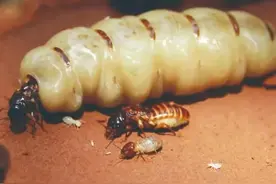 风光无限的蚁后，年纪轻轻沦为生育工具，晚年被自己的后代舔死图片