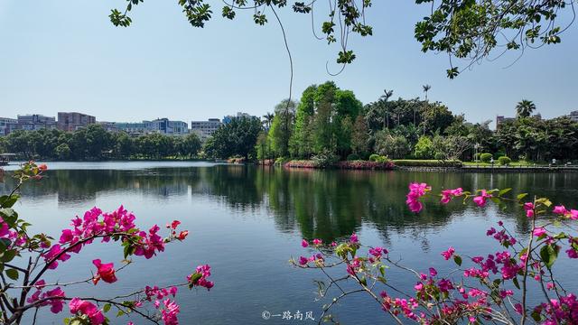 广州绝美湖景公园！三角梅瀑布太出片了