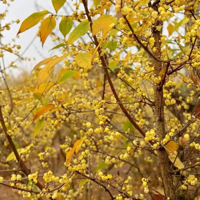 周末一日游 | 西安冬日8个免费赏腊梅好去处