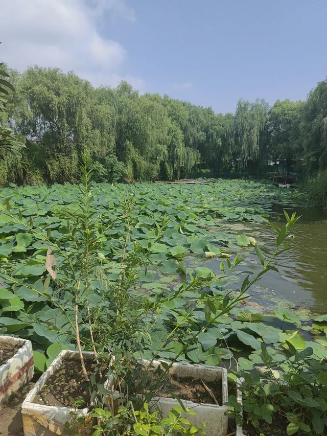 游逛塘栖丁山湖景区