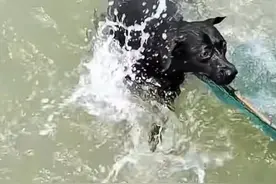 夫妻跑船时，发现一只黑狗正在江面上挣扎，夫妻合力将狗狗救下图片