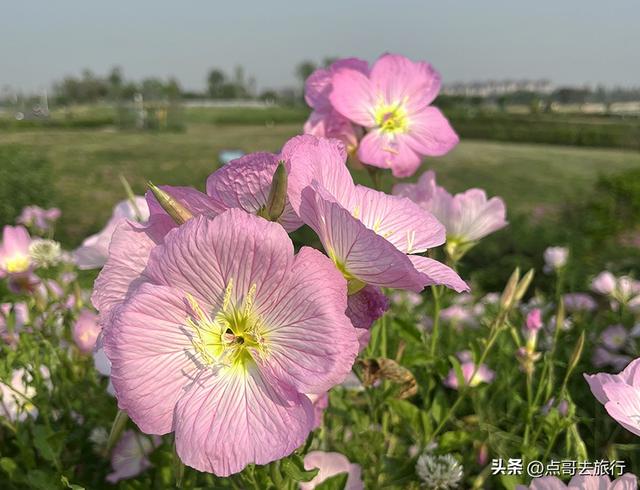 成都被严重低估的赏花地，最火的月见草花又回来了，太美了！