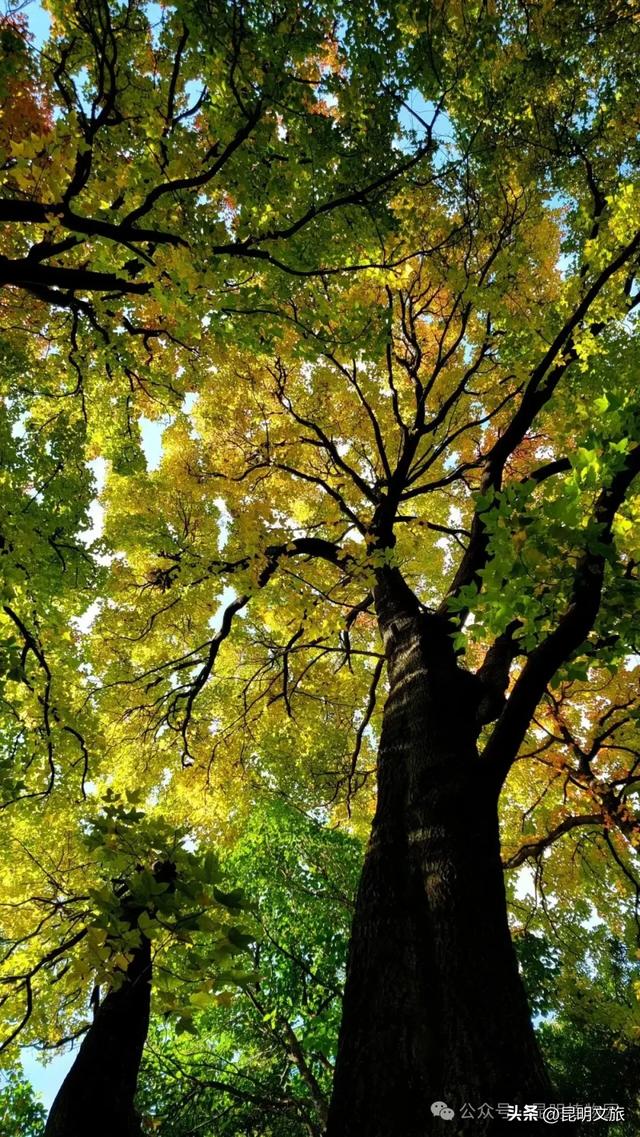 美上央媒!昆明红了!走走走,打卡最美枫景去,超全攻略速收藏→
