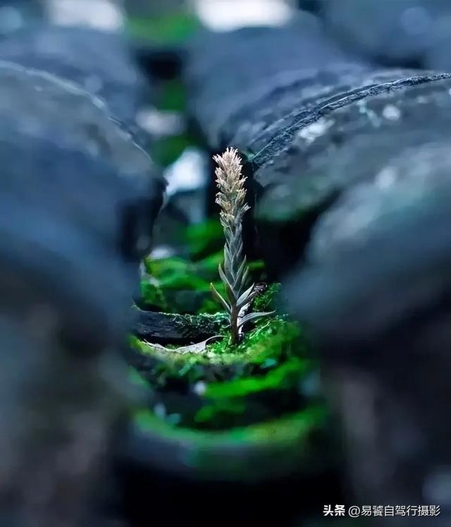 震撼！故宫瓦当，紫禁城守望者；中式美学老屋瓦当 只有中国人才懂