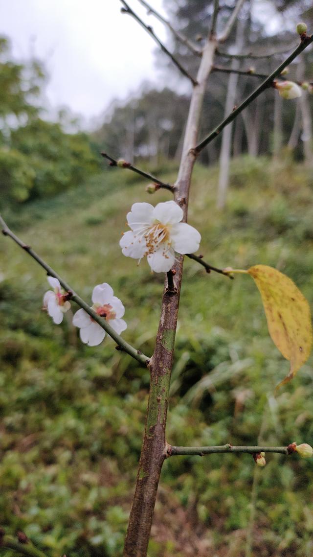 南宁石门公园梅花开成冬日限定的“雪”