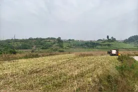 油菜迎丰收 机械化收割降本增效图片