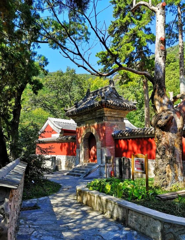 秋日必冲！千年银杏+层林秋景，还有《智取华山》取景地