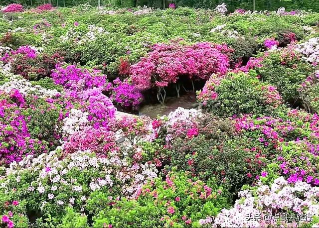 成都公园最大规模杜鹃花开了，200多亩花开成海，不要门票！