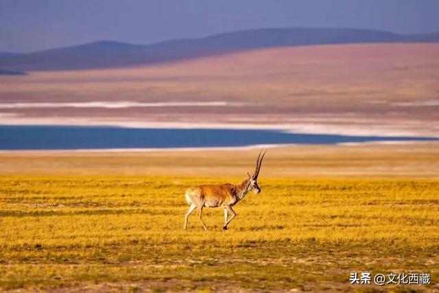 惊呆！西藏这个地方，一到秋天就美炸了！