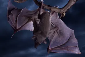 蝙蝠飞到家里是什么预兆，蝙“福”是好是坏呢图片