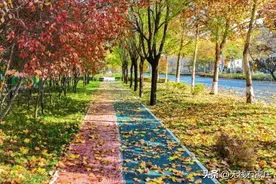 石家庄栾城 | 初冬之始，街头下起金色“落叶雨”图片