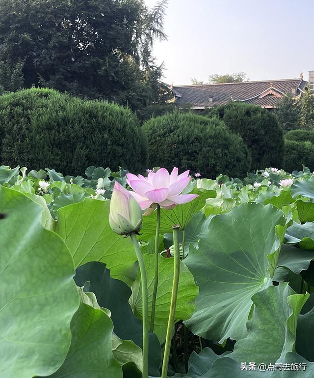 成都第二波荷花开了，环境清凉，比第一波更震撼人心，不要门票！