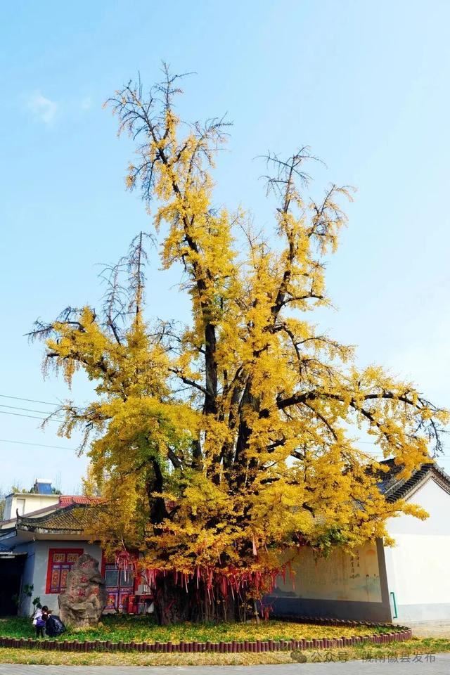 邂逅千年银杏，共赴一场时光之约