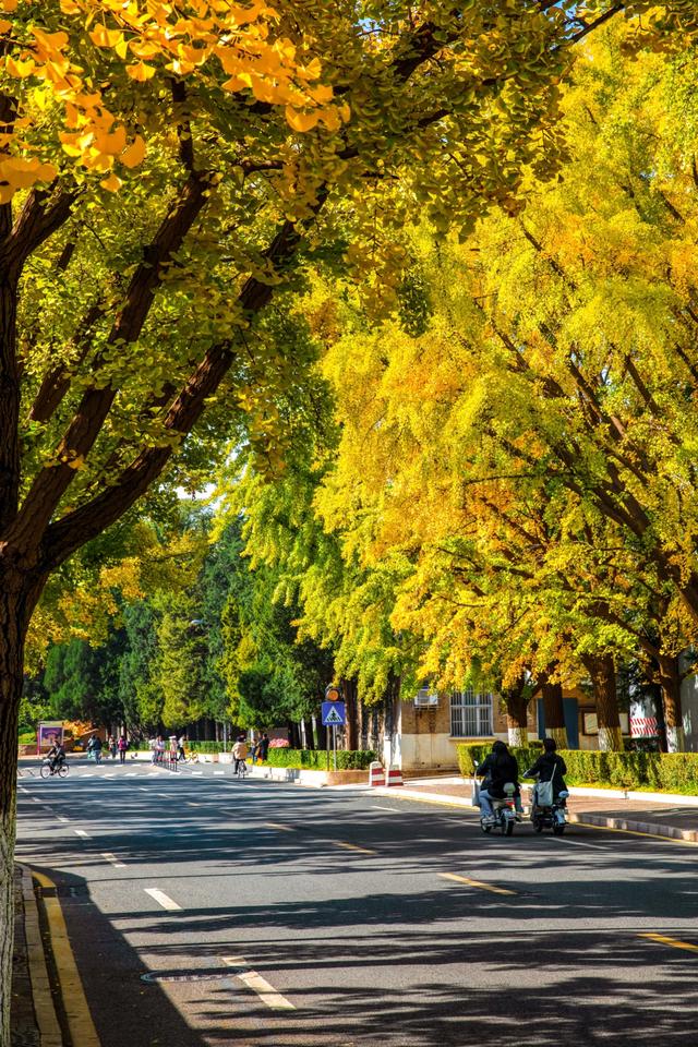 北京最被低估的赏秋地，一定是庄重又典雅清华大学