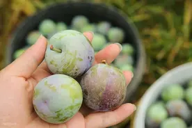 李子上市却遇冷，为何大家不爱吃了？网友：3个扎心原因很现实图片