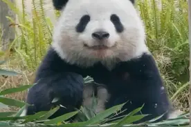 小小年纪就一只熊住的“北辰”，可爱到犯规图片