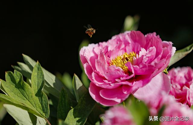 山西襄汾：乡村牡丹醉游人