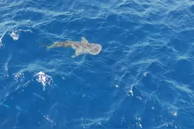 舟山外海来了条世界最大鲨鱼——鲸鲨图片