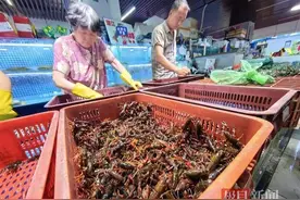 “炮头虾”一斤最高过百元！秋天小龙虾的尾巴翘得有点狠图片