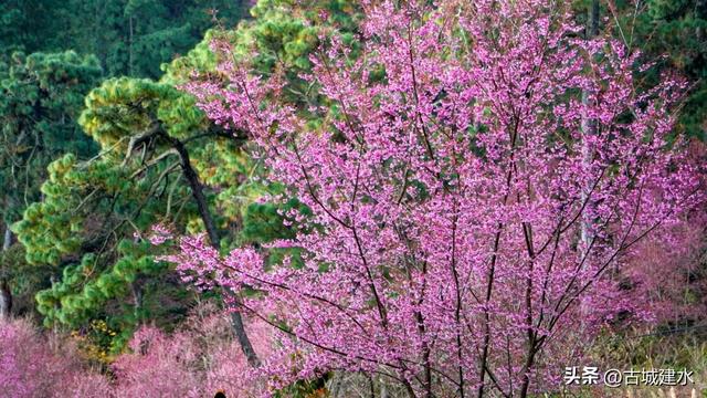 山涧茶垄樱似霞 建水云龙山冬日樱韵正当时