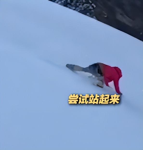 驴友雪山坠崖身亡，遇难画面曝光，身份被扒太可惜，网友却不同情