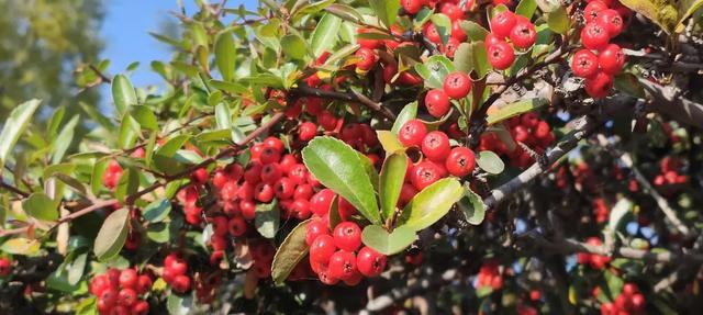 红满枝头!凤鸣公园火棘果红,你来与不来美就在那里!