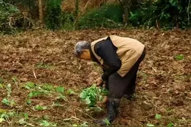 从哪一年开始交的农村养老保险，你都交了多少钱？图片