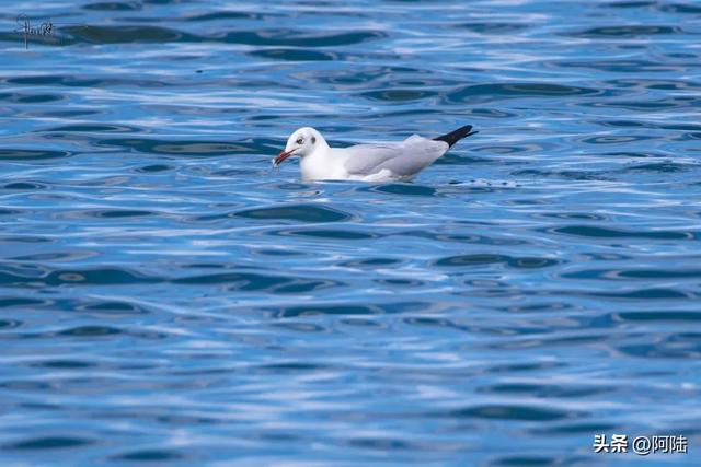 洱海鸟事之：没有鸬鹚代为狩猎，红嘴鸥们的伙食标准似乎有点差哦