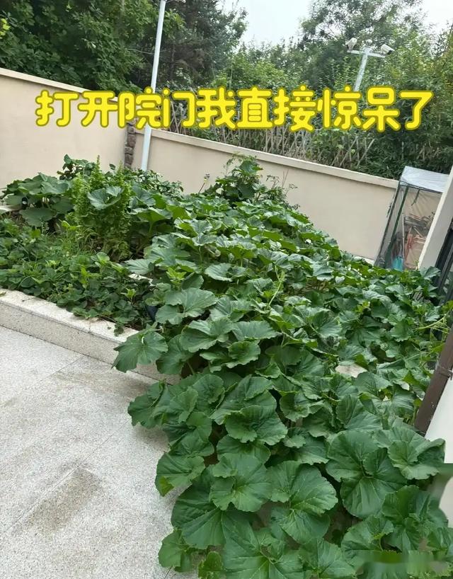 女子离家半个月，一院子南瓜“成了精”，网友：天呐，羡慕死了！