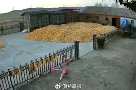 黑龙江出现老虎咬伤村民被当地抓捕，律师解析四大焦点问题图片