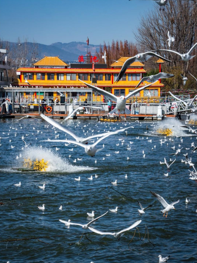 “鸥”经济爆发！昆明元旦酒店订单猛增118%，全靠这群小可爱